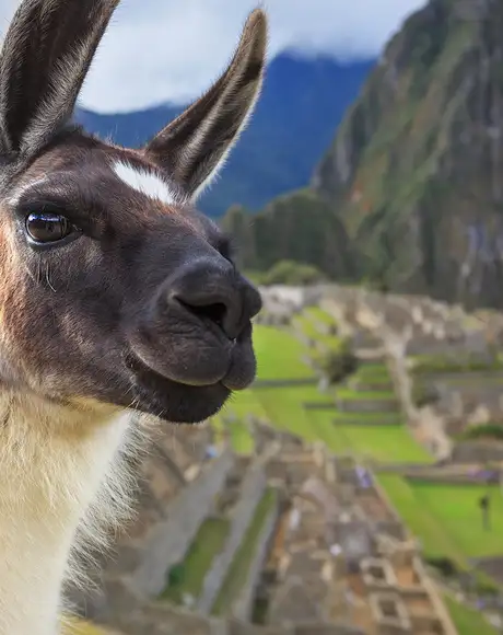An image of an Alpaca in front of Machu Picchu