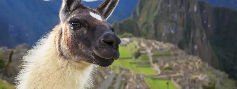 An image of an Alpaca in front of Machu Picchu