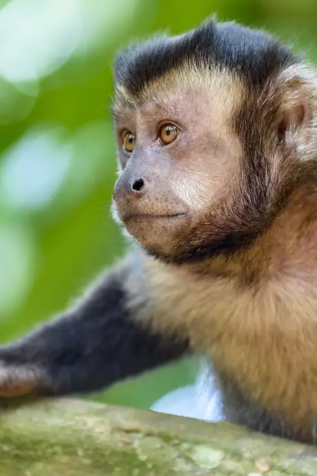 A Monkey in Rio De Janeiro's Zoo