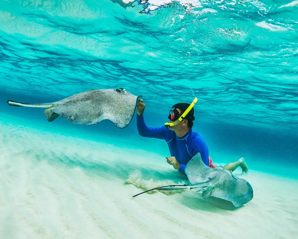 A View of a person snorkeling with stingrays