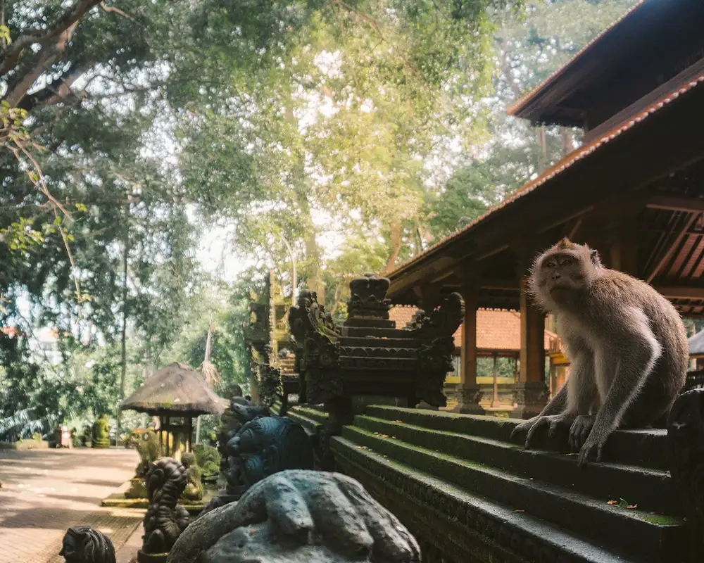 The Sacred Monkey Forest Sanctuary in Ubud Bali