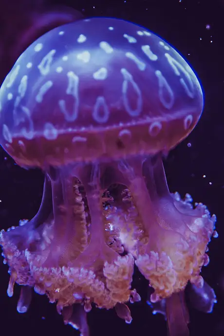 A Jellyfish in Seattle Aquarium