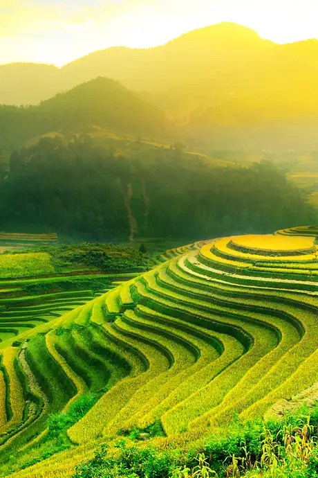 A View of a Rice Terrace at Sunset