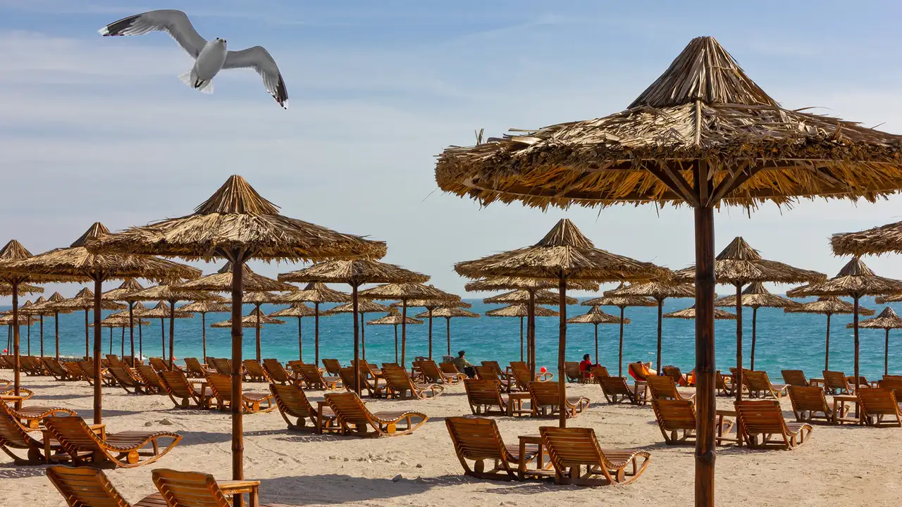 A beach full of shades and lounge chairs on Sir Bani Yas Island