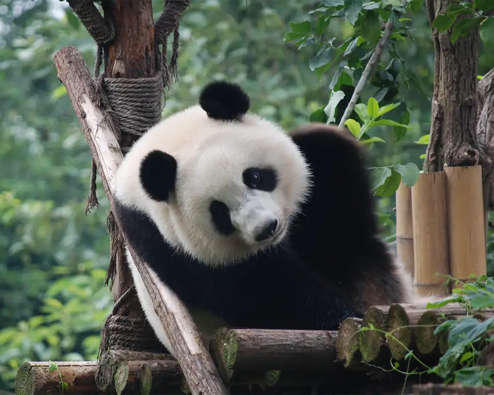 A View of a Panda in Beijing Zoo