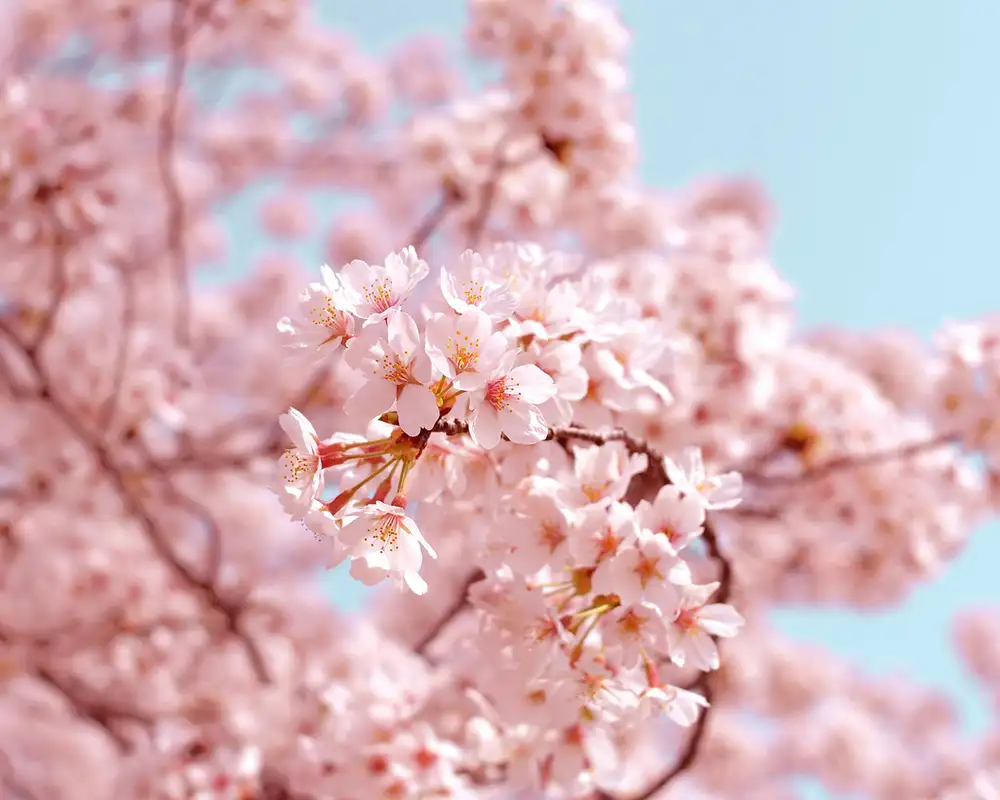 A Cherry Blossom Tree