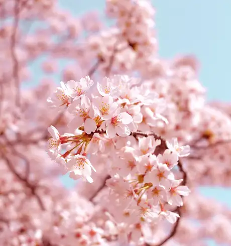 A Cherry Blossom Tree