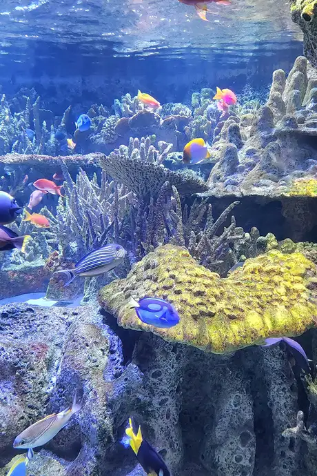 Fish in the New England Aquarium