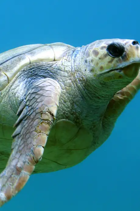 A turtle swimming in the ocean