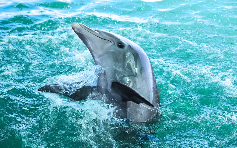 A Dolphin