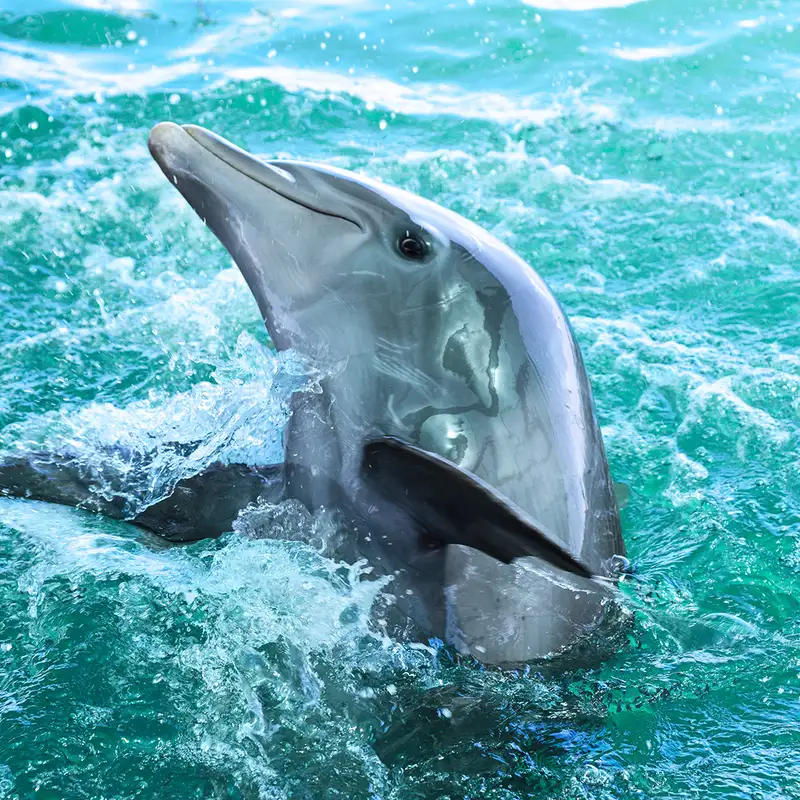A Dolphin