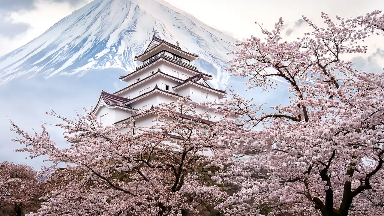 An image showing a white traditional Japanese temple with Mount Fuji in the background and cherry blossom trees in the foreground