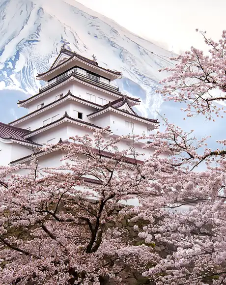 An image showing a white traditional Japanese temple with Mount Fuji in the background and cherry blossom trees in the foreground