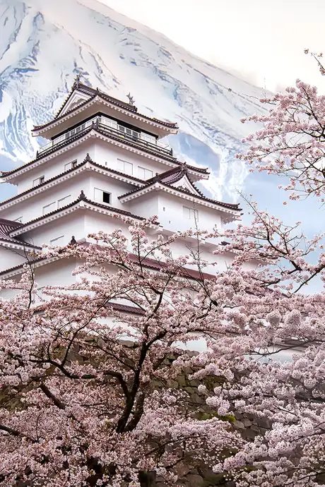 An image showing a white traditional Japanese temple with Mount Fuji in the background and cherry blossom trees in the foreground