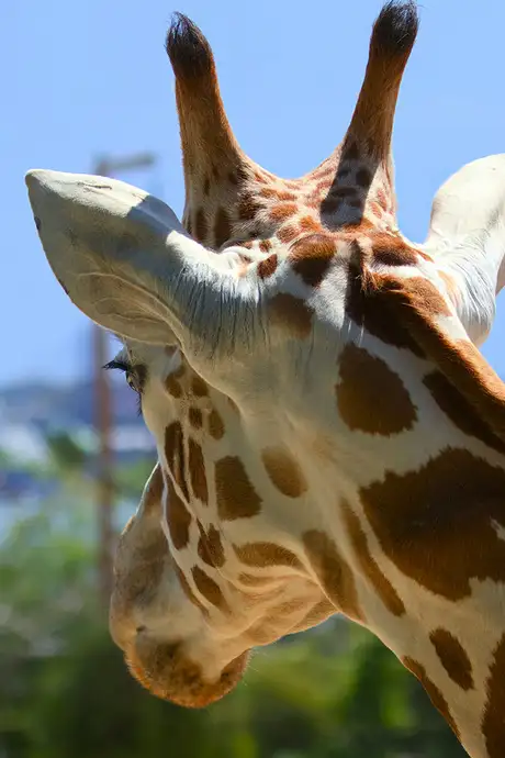 A Giraffe at Taronga Zoo looking out over Sydney Harbour