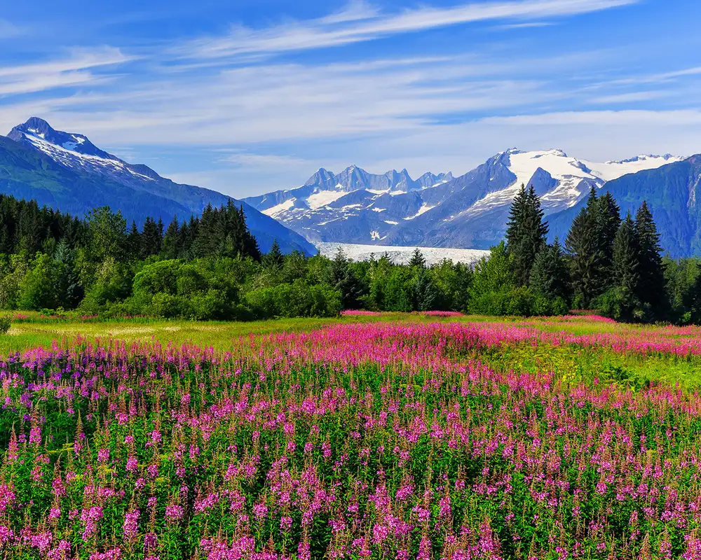 A vibrant field of pink wildflowers with a backdrop of snow-capped mountains, green forests, and a clear blue sky.