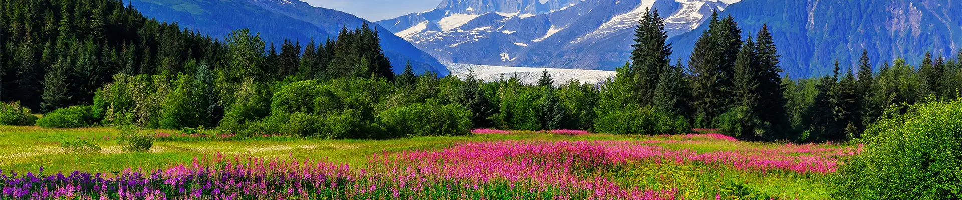A vibrant field of pink wildflowers with a backdrop of snow-capped mountains, green forests, and a clear blue sky.