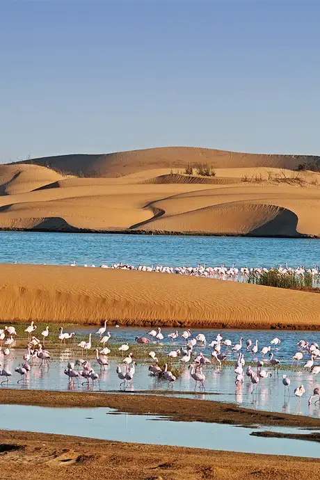 A View of a Flock of Flamingos in Walvis Bay, Nambia