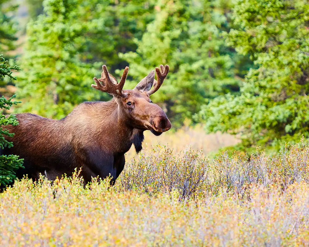 A Moose in the Canadian Wilderness