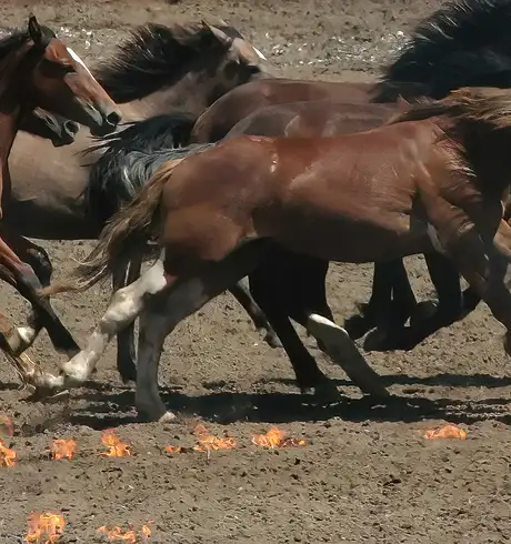 Horses of the Calgary Stampede