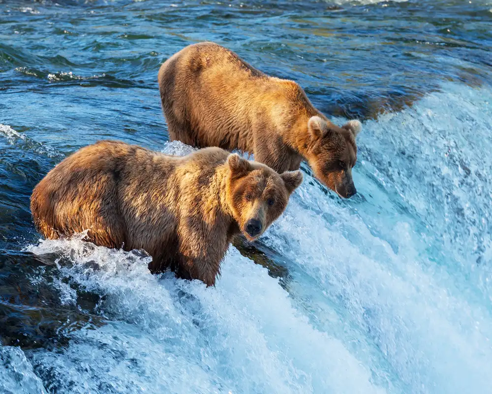 Two Bears on a waterfall waiting for fish, Alaska