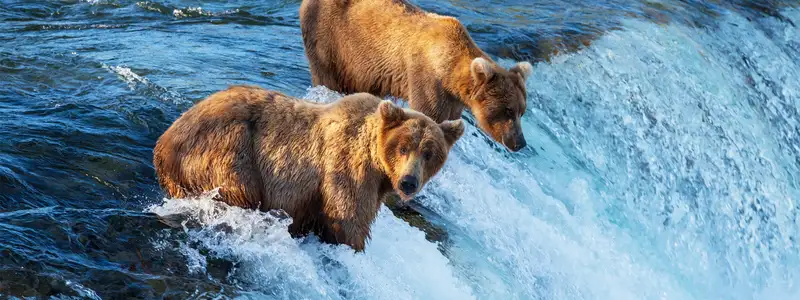 Two Bears on a waterfall waiting for fish, Alaska