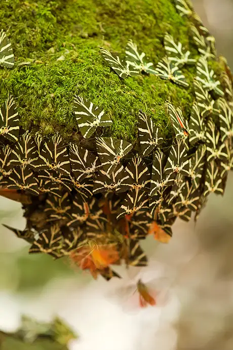A plant with a large amount of butterflies gathering on it