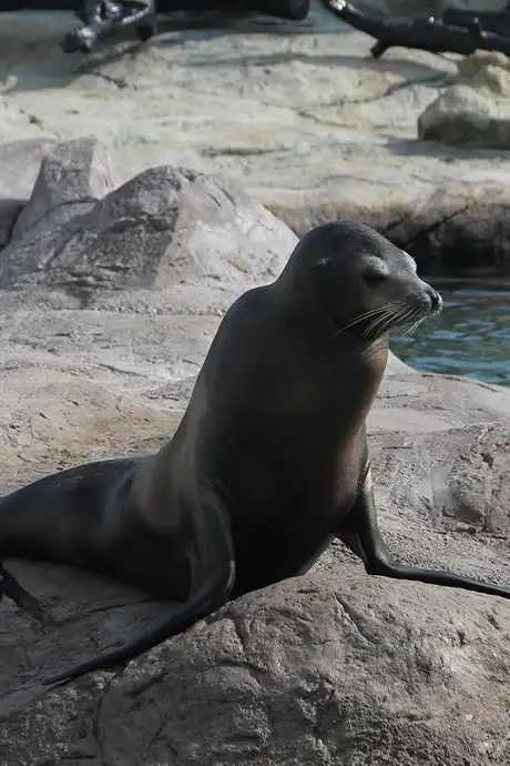 A Seal in Ocean Park, Hong Kong