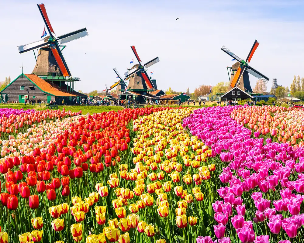 A field of colourful flowers with three windmills in view in Amsterdam
