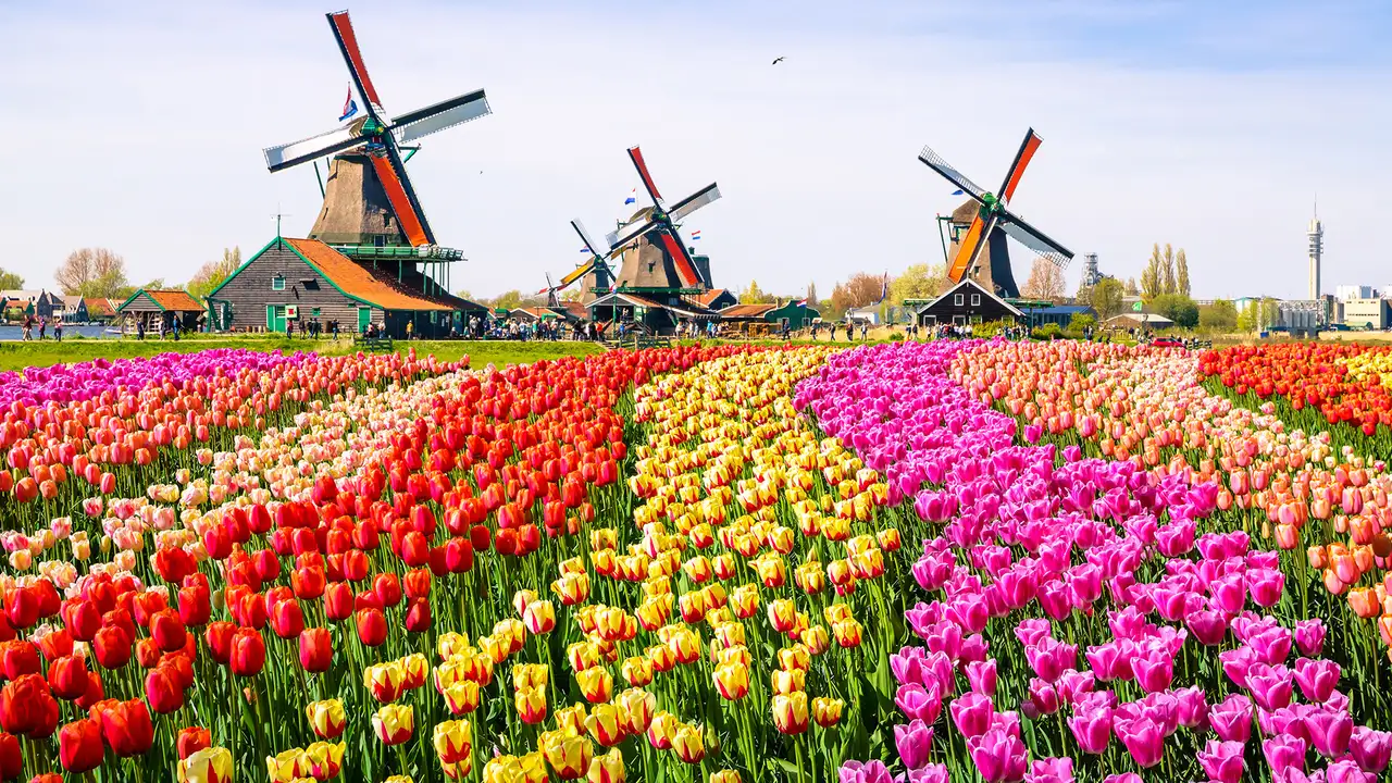 A field of colourful flowers with three windmills in view in Amsterdam