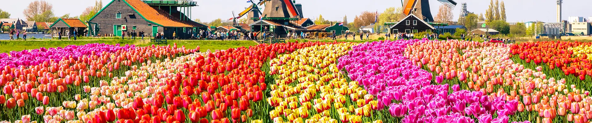 A field of colourful flowers with three windmills in view in Amsterdam