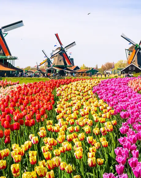 A field of colourful flowers with three windmills in view in Amsterdam