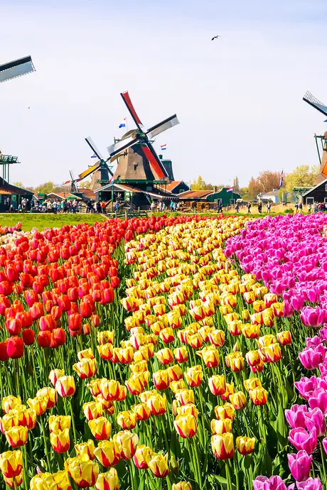 A field of colourful flowers with three windmills in view in Amsterdam