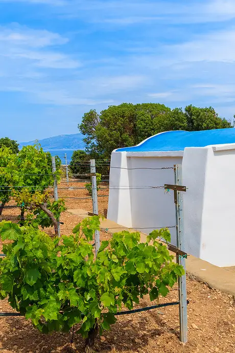 A Vineyard that offers wine tours in Santorini
