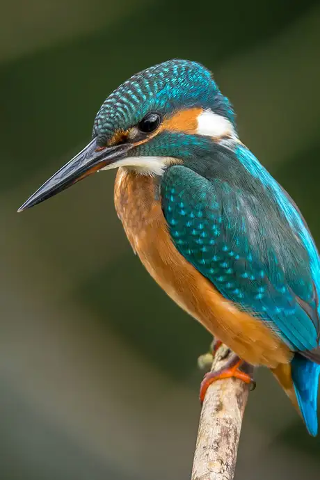 A Bird