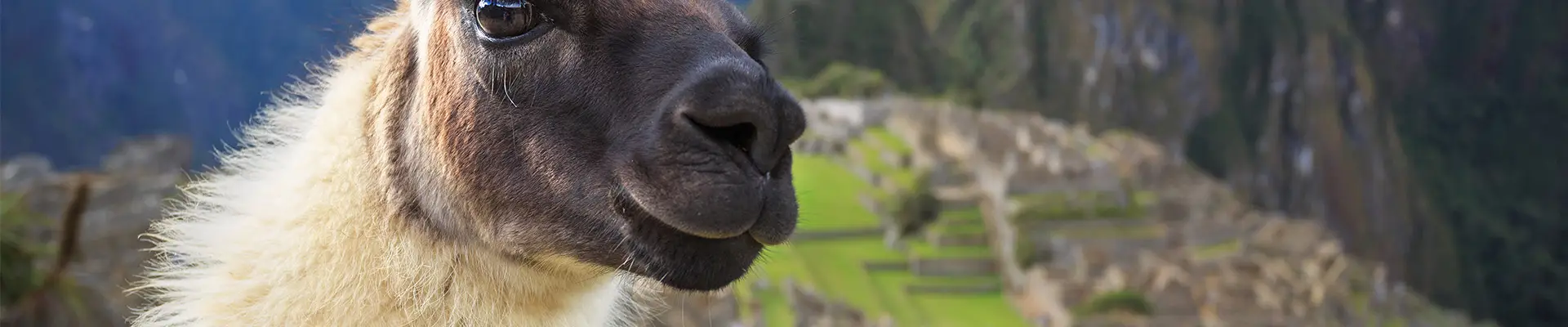 An Alpacca standing infront of Maccu Picchu in Peru