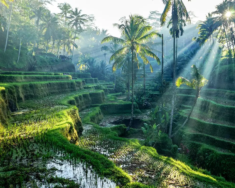 A shaded rice terrace in Bali