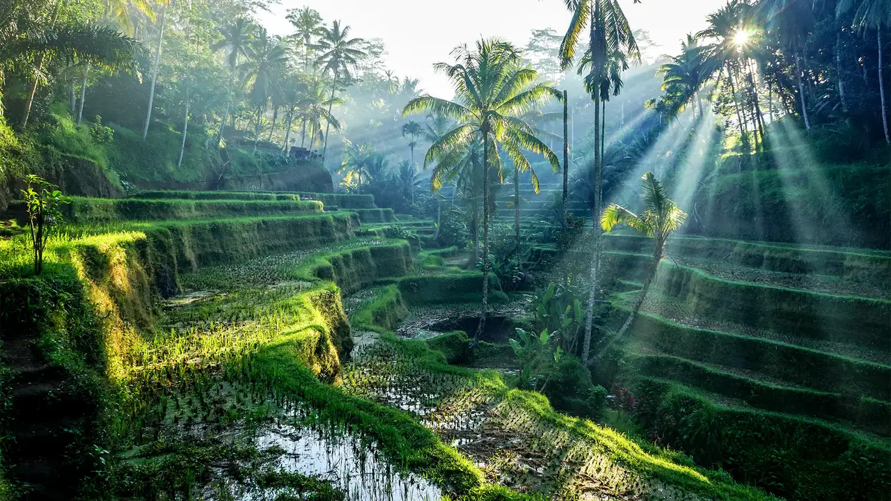 A shaded rice terrace in Bali