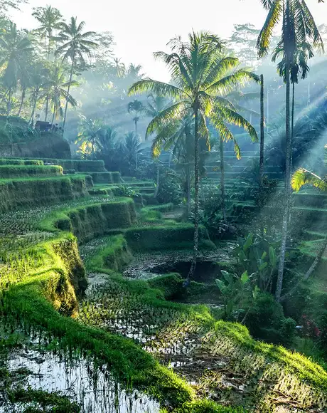 A shaded rice terrace in Bali