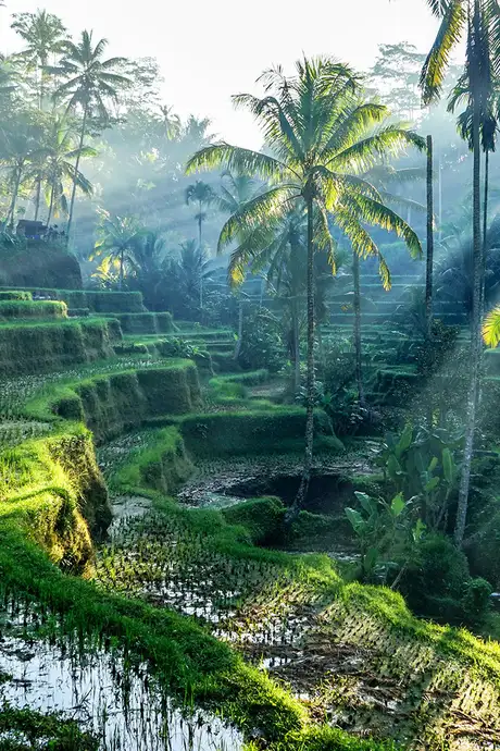 A shaded rice terrace in Bali