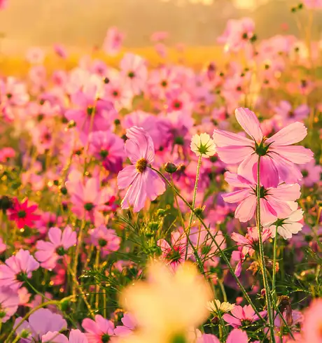 A View of Field of Flowers