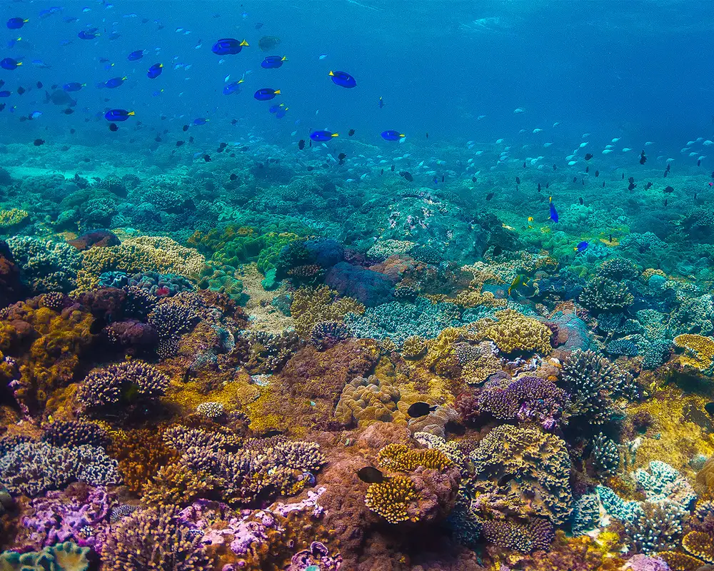 A vibrantly coloured coral reef with sealife all around