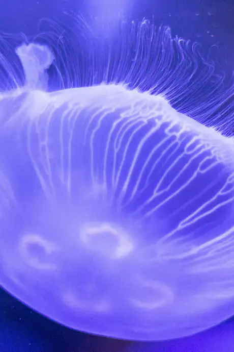 A Jellyfish in Vancouver Aquarium