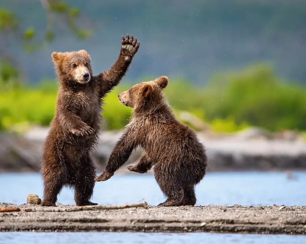 Two brown bear cubs playfully interact on a riverbank, with one standing and raising a paw, surrounded by lush greenery.