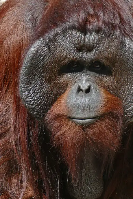 A Monkey in Tampa Zoo