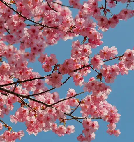 A Peach Blossom Tree