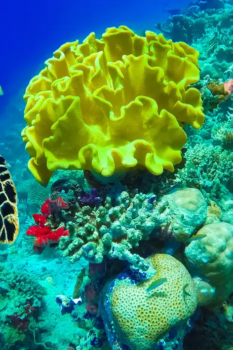 A tortoise swimming near some coral off the coast of Barbados