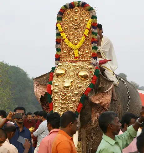 An Elephant Adorned with a golden headpiece as part of the Elephant Festival
