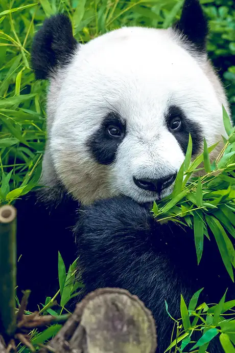 A Panda enjoying some bamboo in Singapore Zoo
