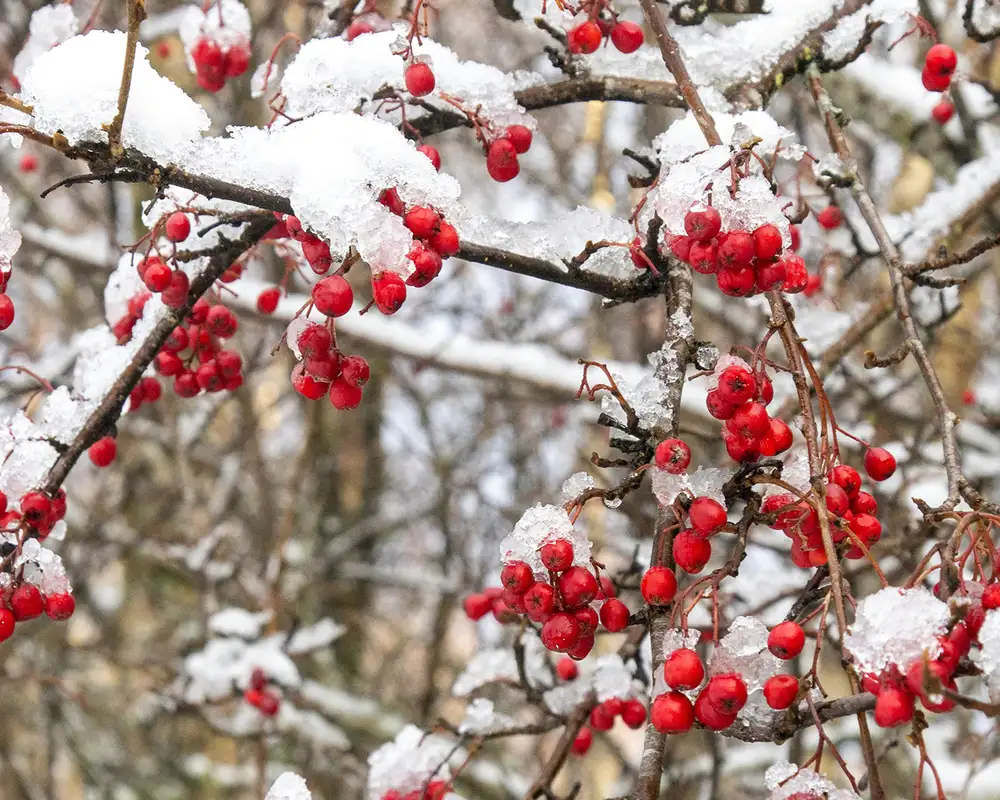 Berries on a branch covered in Snow